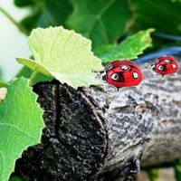 Coccinella rossa