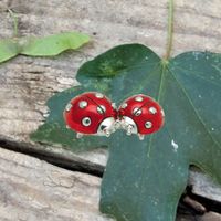 Coppia coccinelle rossa